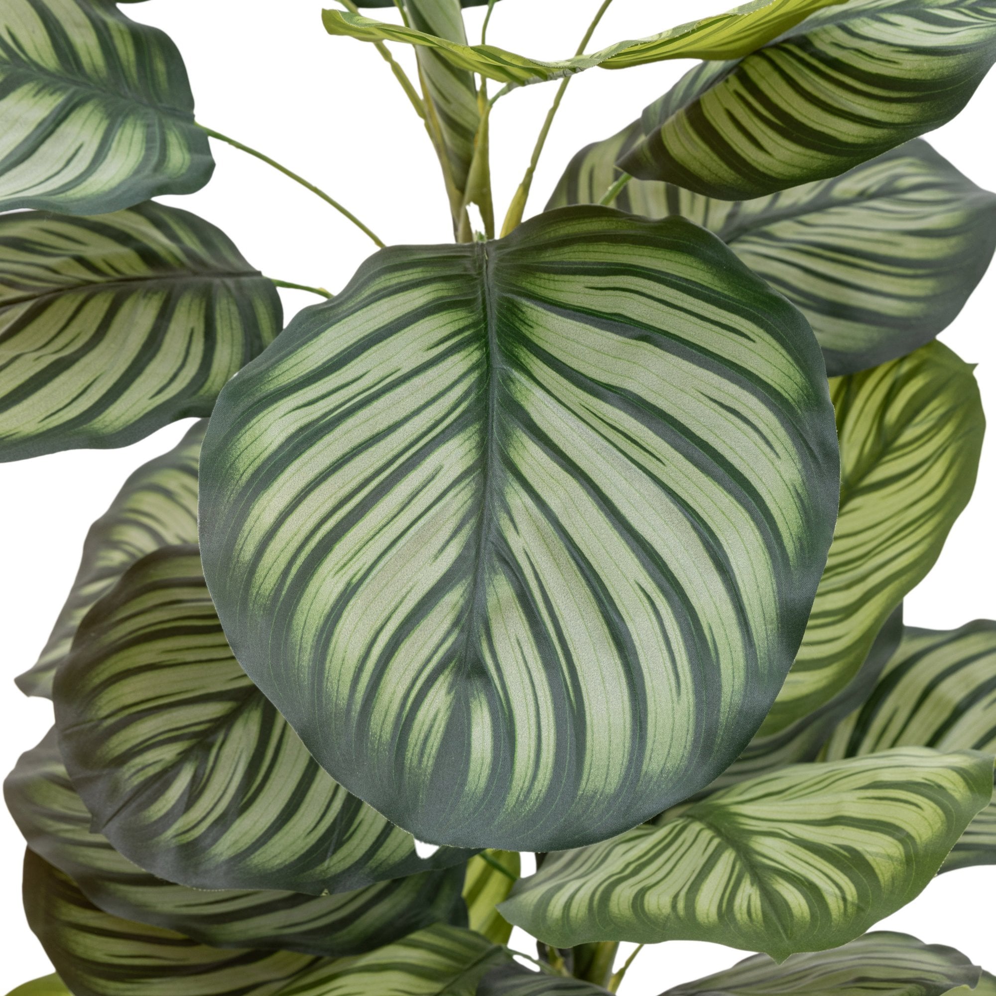 Close-up of multiple faux Calathea Orbifolia leaves with detailed striped patterns.